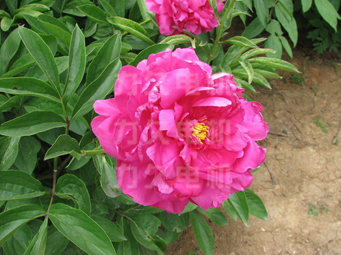 力久電機(jī)牡丹花開 力久電機(jī)牡丹花開