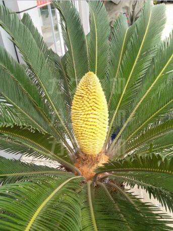 力久電機(jī)鐵樹花 力久電機(jī)鐵樹花